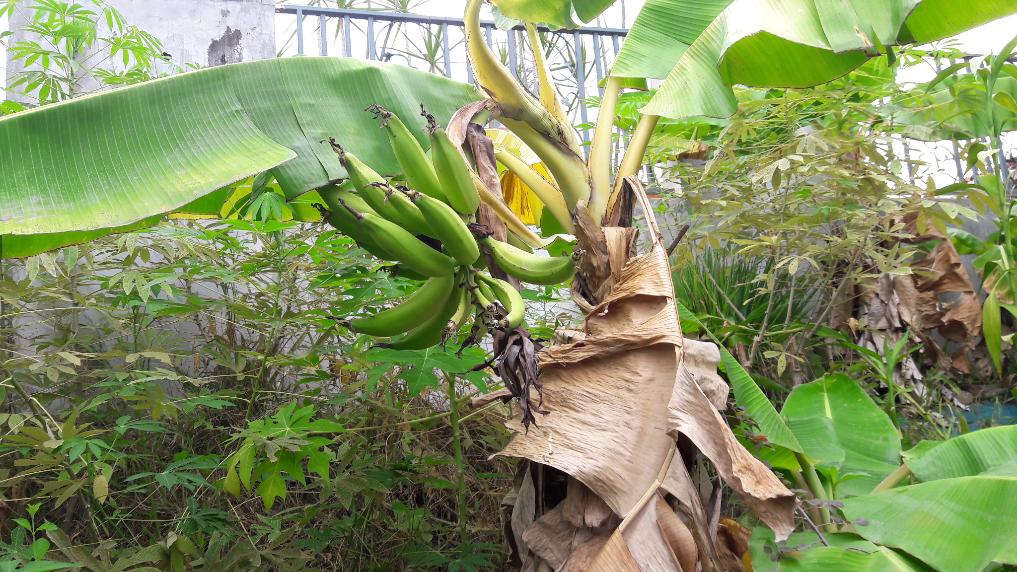 planta de plátano con frutos pequeños. plaga de la planta de plátano